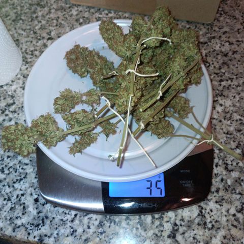 Watermelon Zkittlez Auto growlog timeline photo