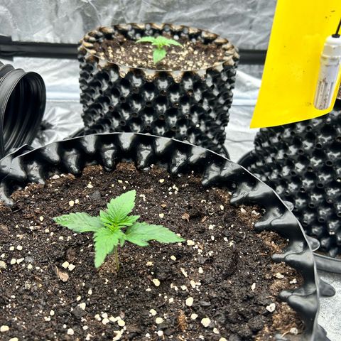 Sticky orange xxl Auto  growlog timeline photo