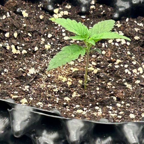 Sticky orange xxl Auto  growlog timeline photo