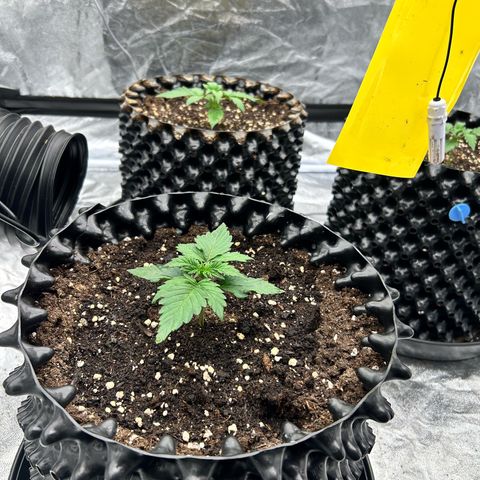 Sticky orange xxl Auto  growlog timeline photo