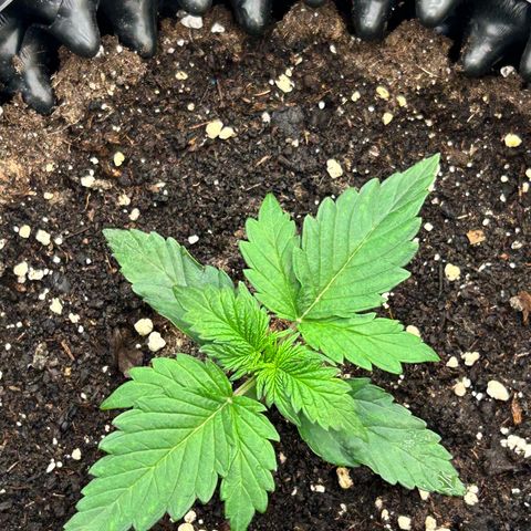 Sticky orange xxl Auto  growlog timeline photo