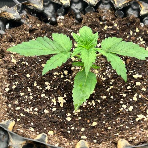 Sticky orange xxl Auto  growlog timeline photo