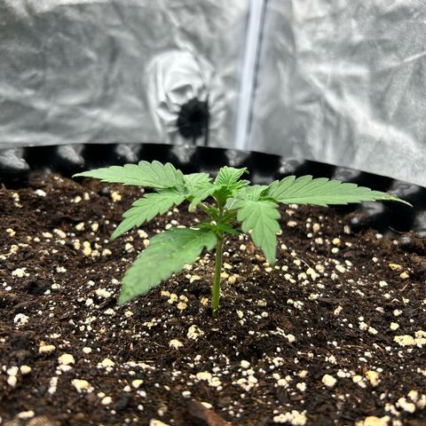 Sticky orange xxl Auto  growlog timeline photo
