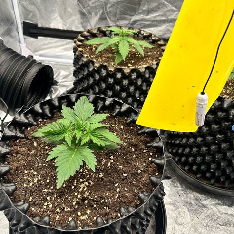 Sticky orange xxl Auto  growlog timeline photo