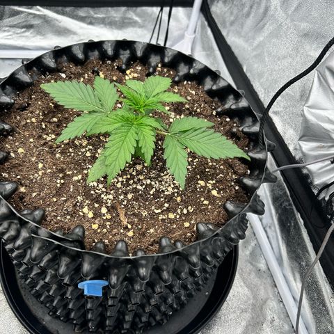 Sticky orange xxl Auto  growlog timeline photo