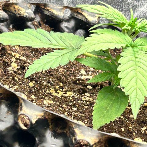 Sticky orange xxl Auto  growlog timeline photo