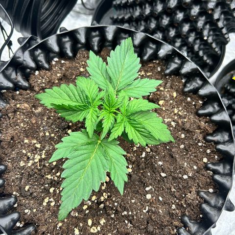 Sticky orange xxl Auto  growlog timeline photo