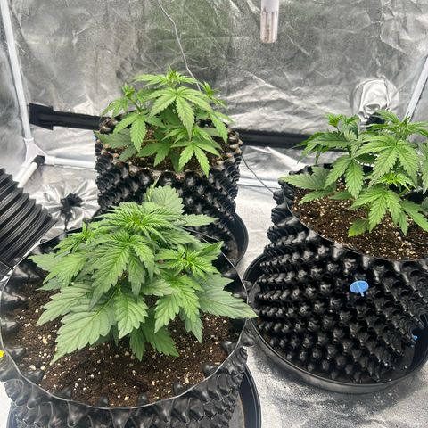 Sticky orange xxl Auto  growlog timeline photo