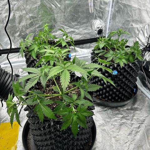 Sticky orange xxl Auto  growlog photo: LST durchgeführt 