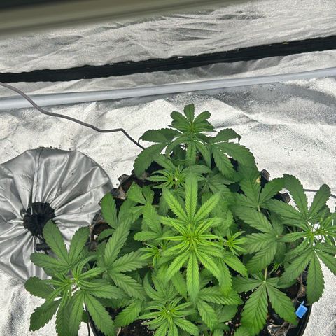 Sticky orange xxl Auto  growlog timeline photo