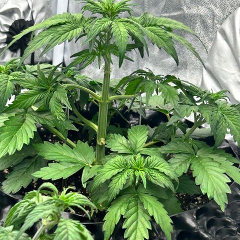 Sticky orange xxl Auto  growlog timeline photo