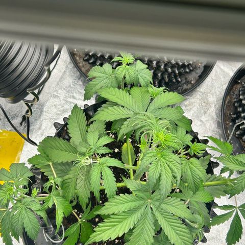 Sticky orange xxl Auto  growlog timeline photo
