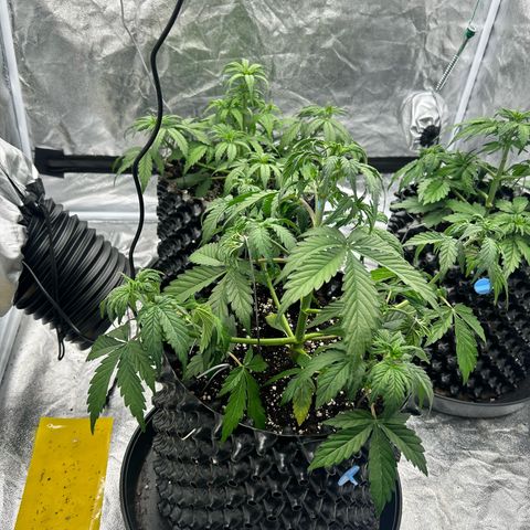 Sticky orange xxl Auto  growlog timeline photo