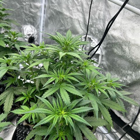 Sticky orange xxl Auto  growlog timeline photo