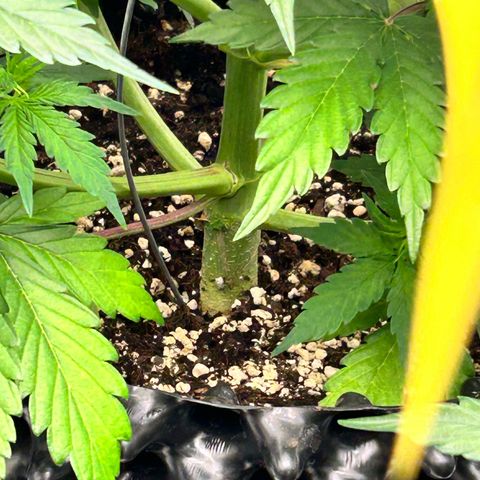 Sticky orange xxl Auto  growlog timeline photo