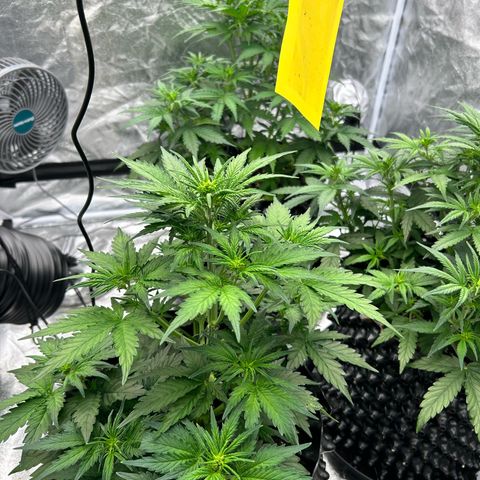 Sticky orange xxl Auto  growlog timeline photo