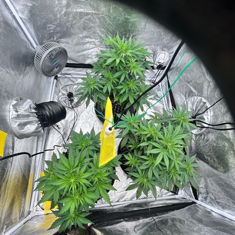 Sticky orange xxl Auto  growlog timeline photo