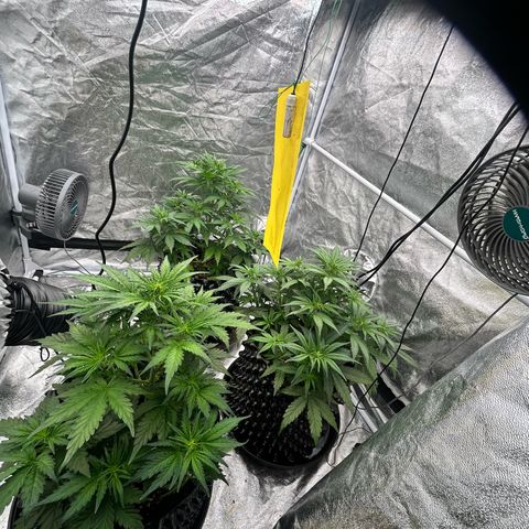 Sticky orange xxl Auto  growlog timeline photo