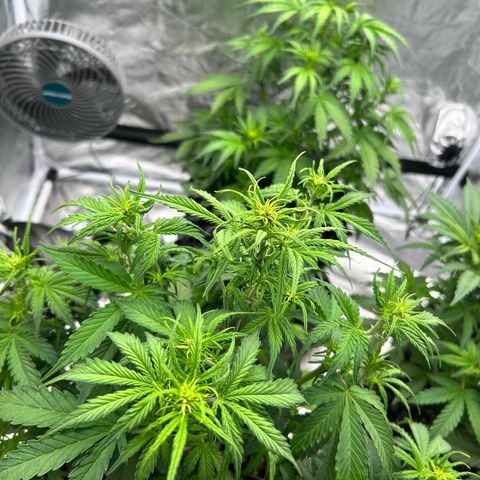 Sticky orange xxl Auto  growlog timeline photo