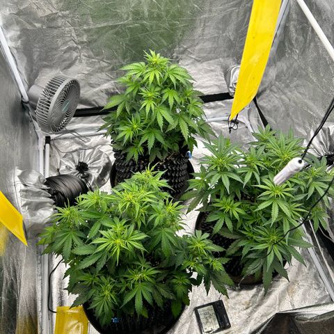 Sticky orange xxl Auto  growlog timeline photo