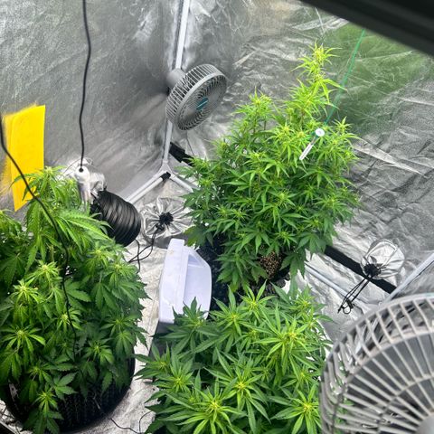 Sticky orange xxl Auto  growlog timeline photo