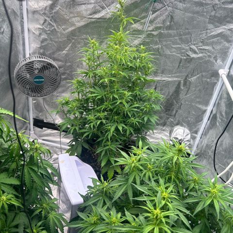 Sticky orange xxl Auto  growlog timeline photo