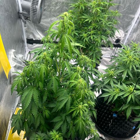 Sticky orange xxl Auto  growlog timeline photo