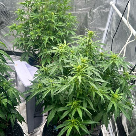 Sticky orange xxl Auto  growlog timeline photo