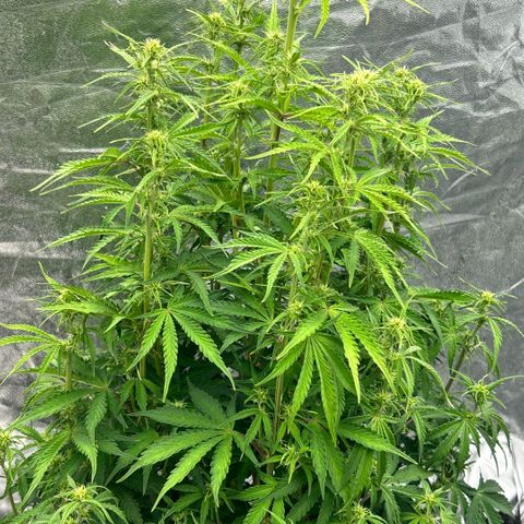 Sticky orange xxl Auto  growlog timeline photo