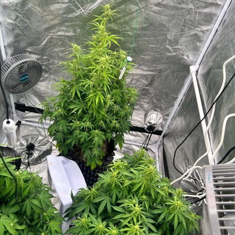 Sticky orange xxl Auto  growlog timeline photo