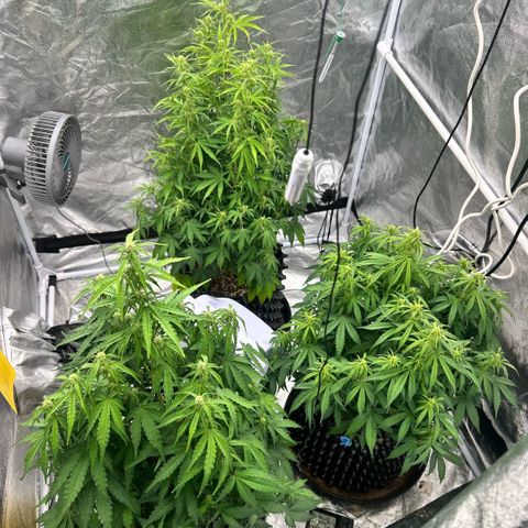 Sticky orange xxl Auto  growlog timeline photo