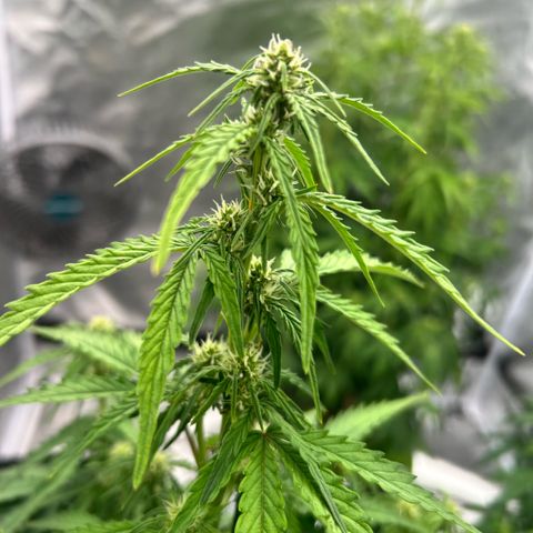 Sticky orange xxl Auto  growlog timeline photo