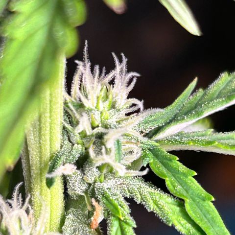 Sticky orange xxl Auto  growlog timeline photo