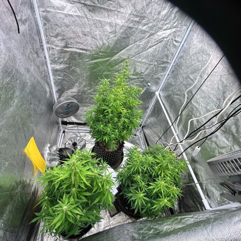 Sticky orange xxl Auto  growlog timeline photo