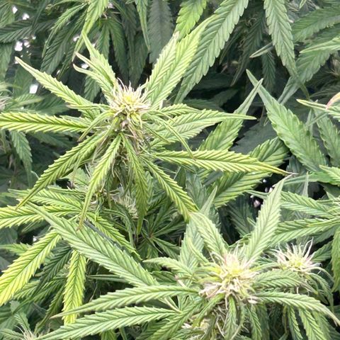 Sticky orange xxl Auto  growlog timeline photo
