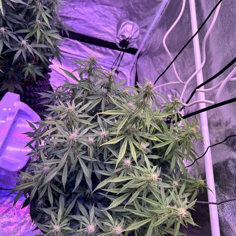 Sticky orange xxl Auto  growlog timeline photo
