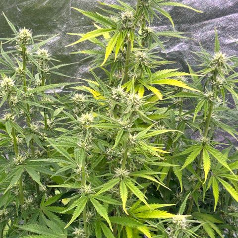 Sticky orange xxl Auto  growlog timeline photo