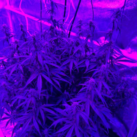 Sticky orange xxl Auto  growlog timeline photo