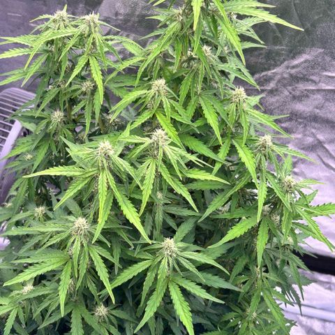 Sticky orange xxl Auto  growlog timeline photo