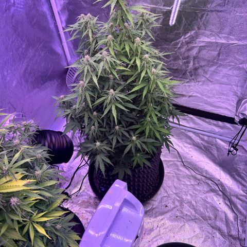 Sticky orange xxl Auto  growlog timeline photo