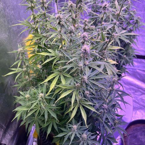 Sticky orange xxl Auto  growlog timeline photo
