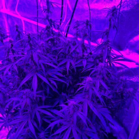Sticky orange xxl Auto  growlog timeline photo