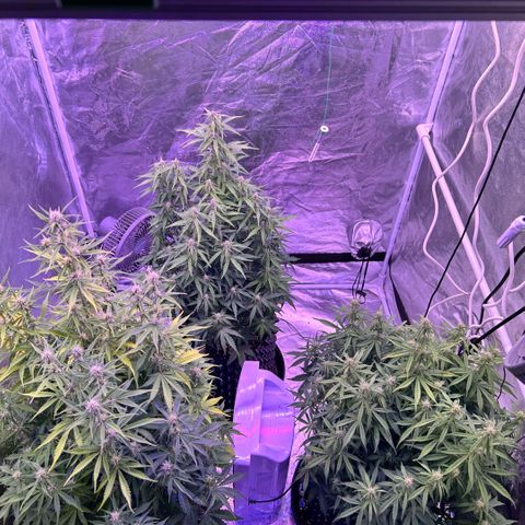 Sticky orange xxl Auto  growlog timeline photo