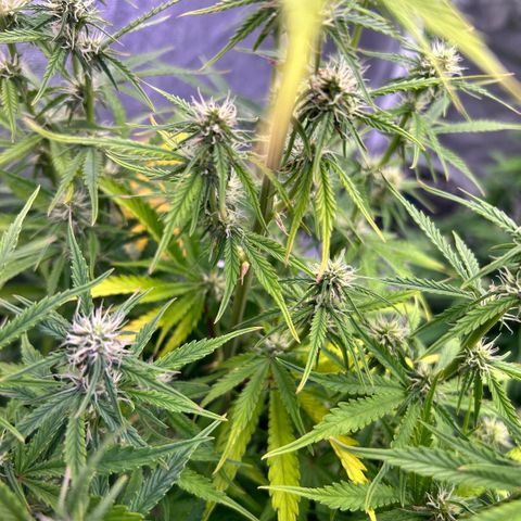 Sticky orange xxl Auto  growlog timeline photo