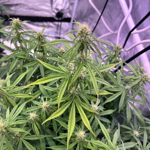 Sticky orange xxl Auto  growlog timeline photo