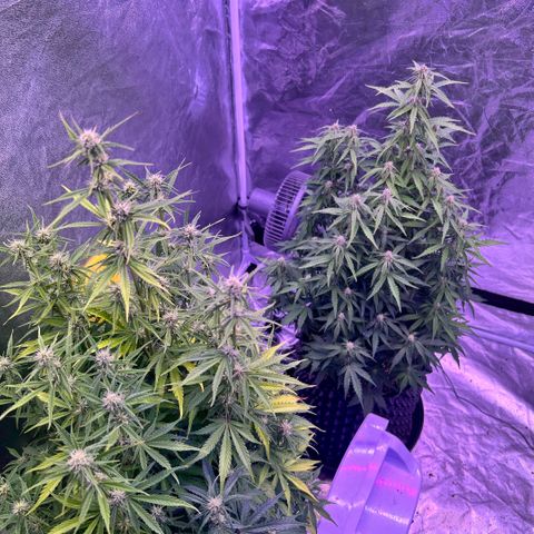 Sticky orange xxl Auto  growlog timeline photo