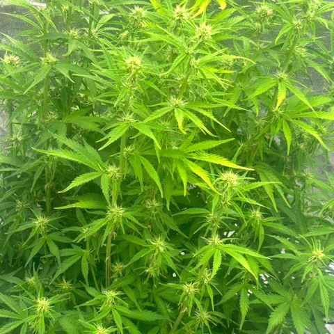 Sticky orange xxl Auto  growlog timeline photo