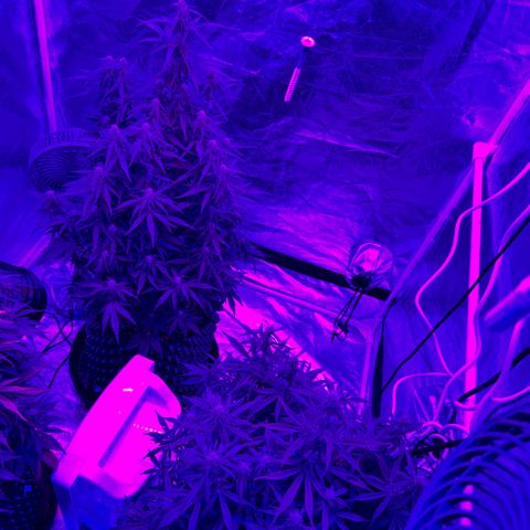 Sticky orange xxl Auto  growlog timeline photo