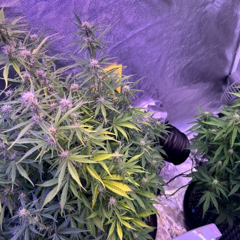 Sticky orange xxl Auto  growlog timeline photo