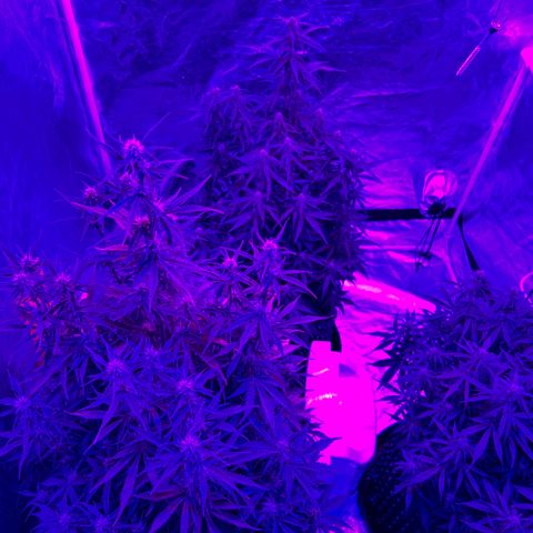 Sticky orange xxl Auto  growlog timeline photo